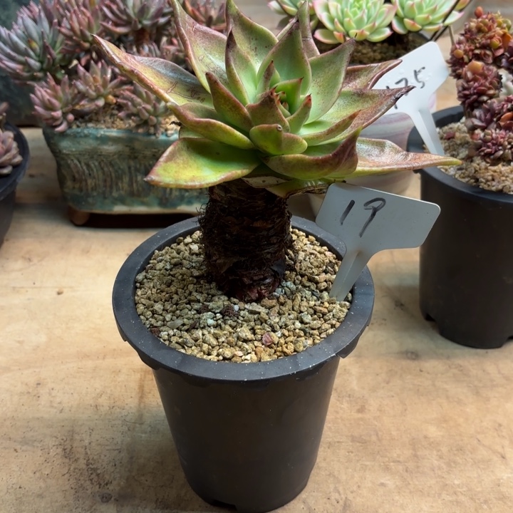 多肉植物，清纯乌木19号