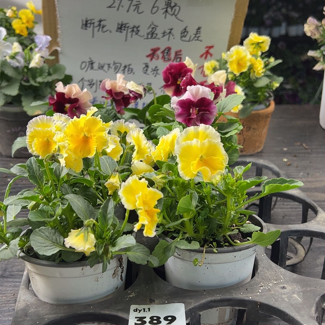 大部分花苞少量开放389号