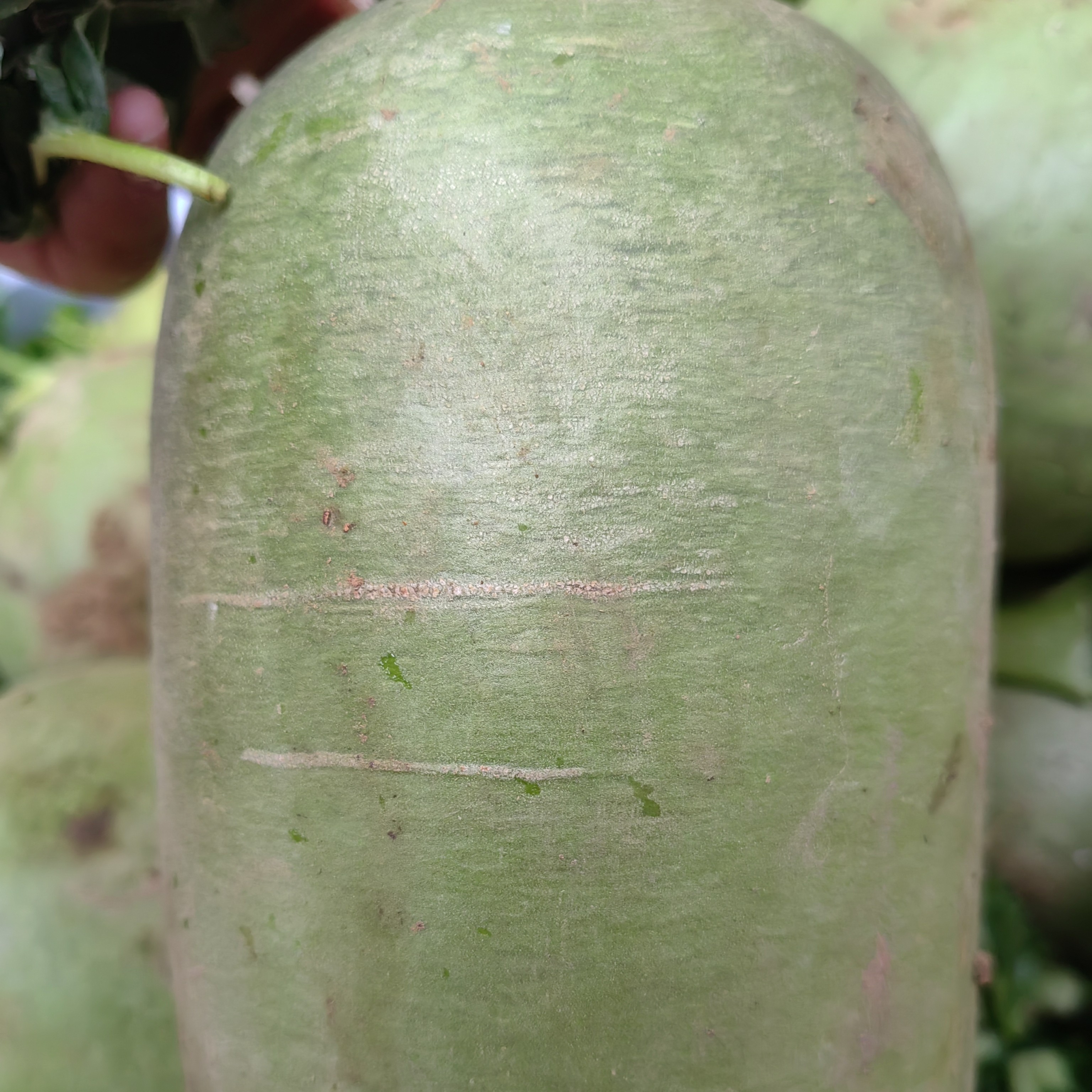 本店水果萝卜：2.5Kg（+-100g）