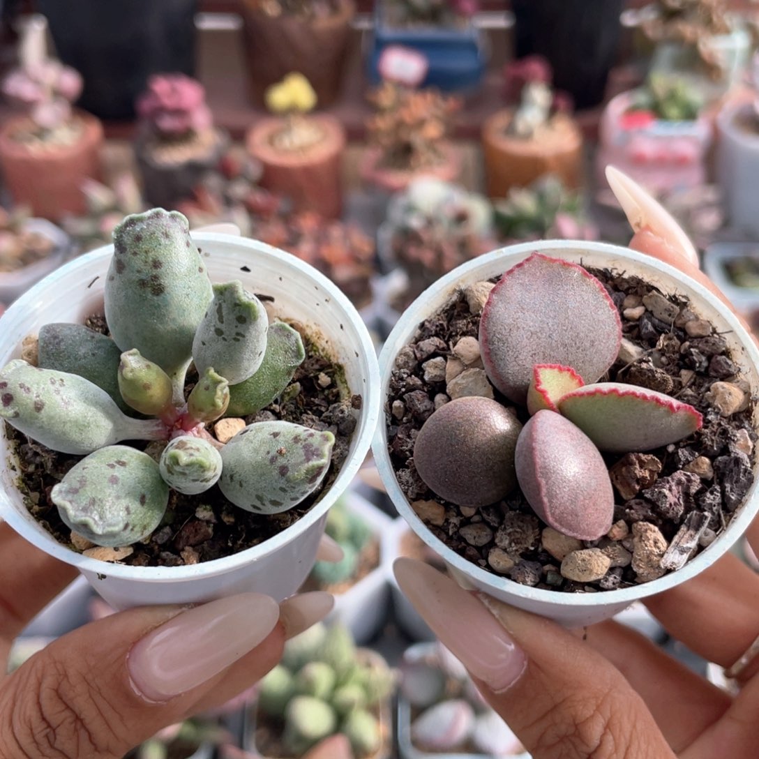 福利套组。  1034。    