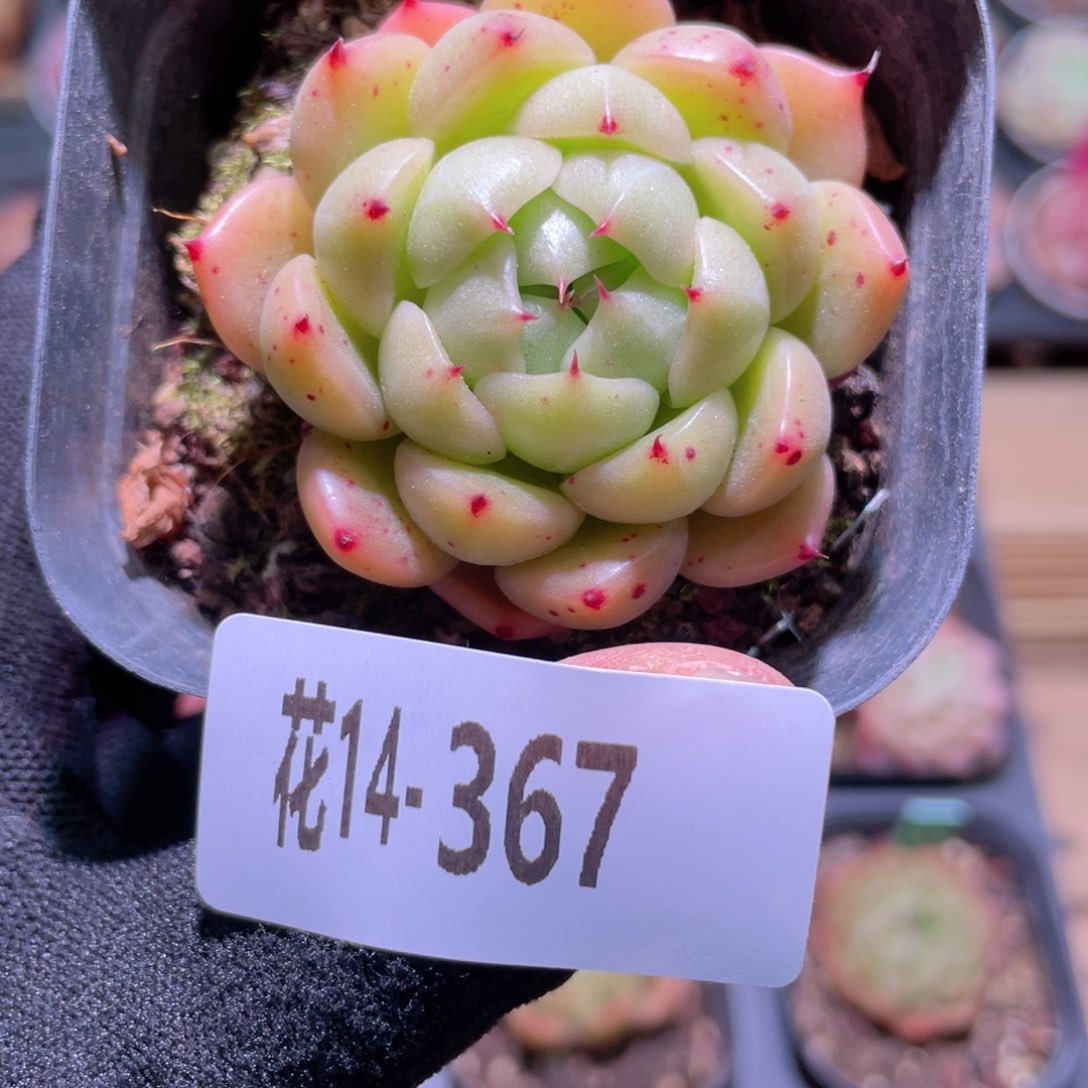 花利美14-367麦秆