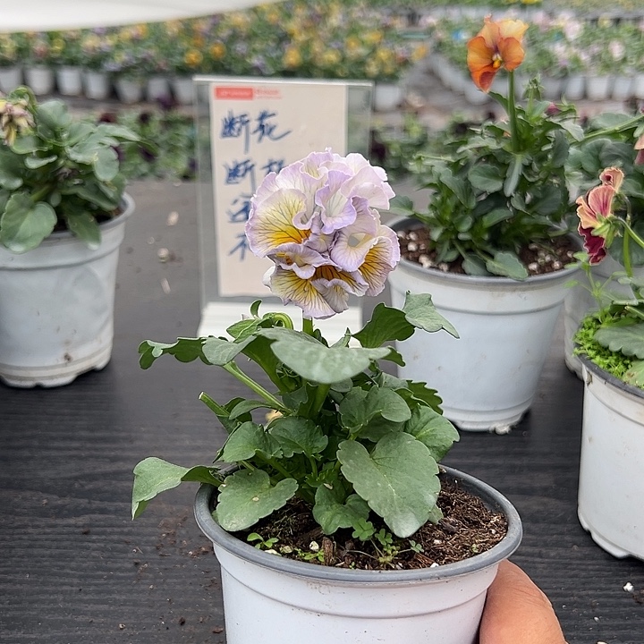 大部分花苞少量开放016号