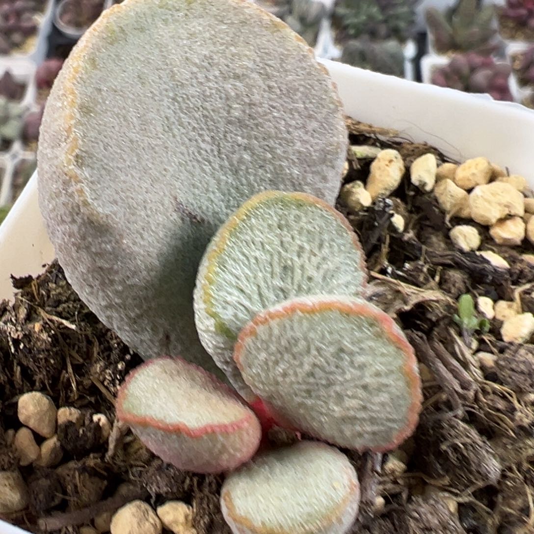 绿磨砂蛋大苗多肉植物水泡