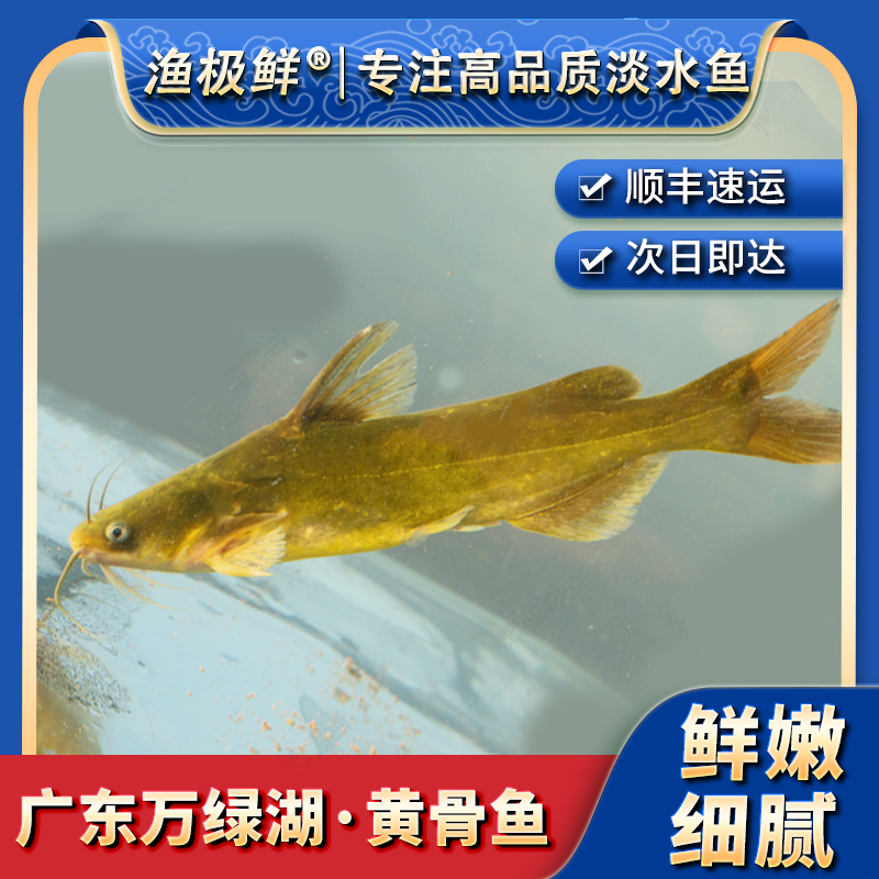 【渔极鲜】万绿湖黄骨鱼-黄辣丁黄颡鱼昂刺新鲜活发送礼