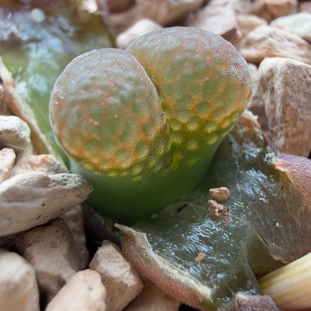 3.23.105/粉C10两脱