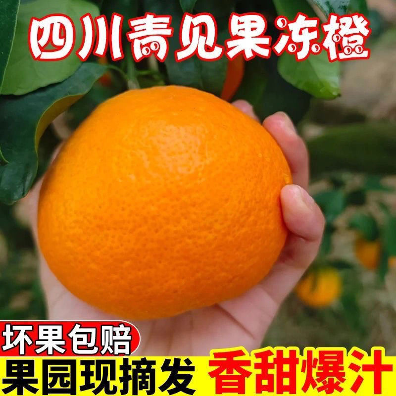 【果园直发】四川青见果冻橙新鲜采摘现摘现发坏果包赔净重5-8斤2