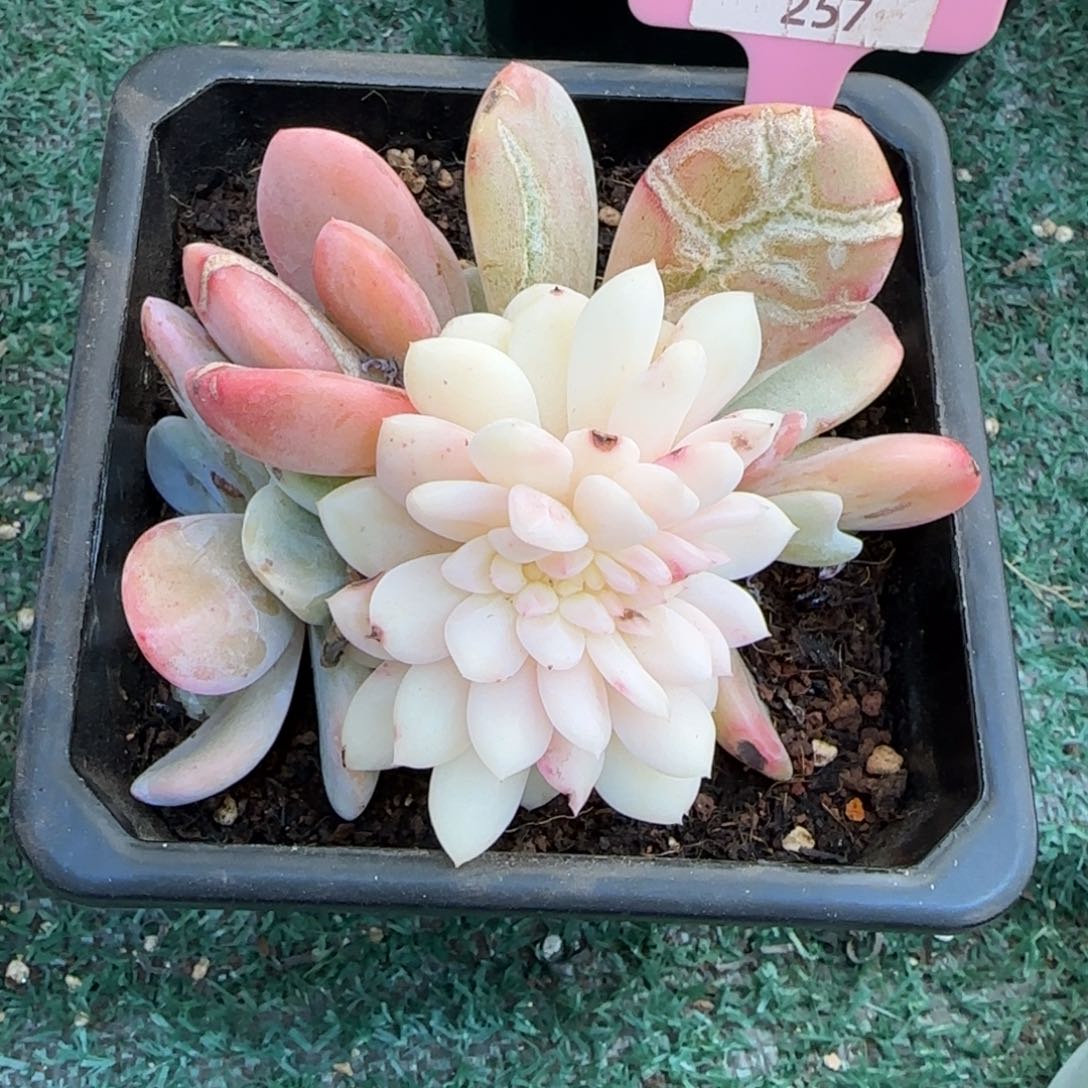 一*升锦安精品多肉植物257