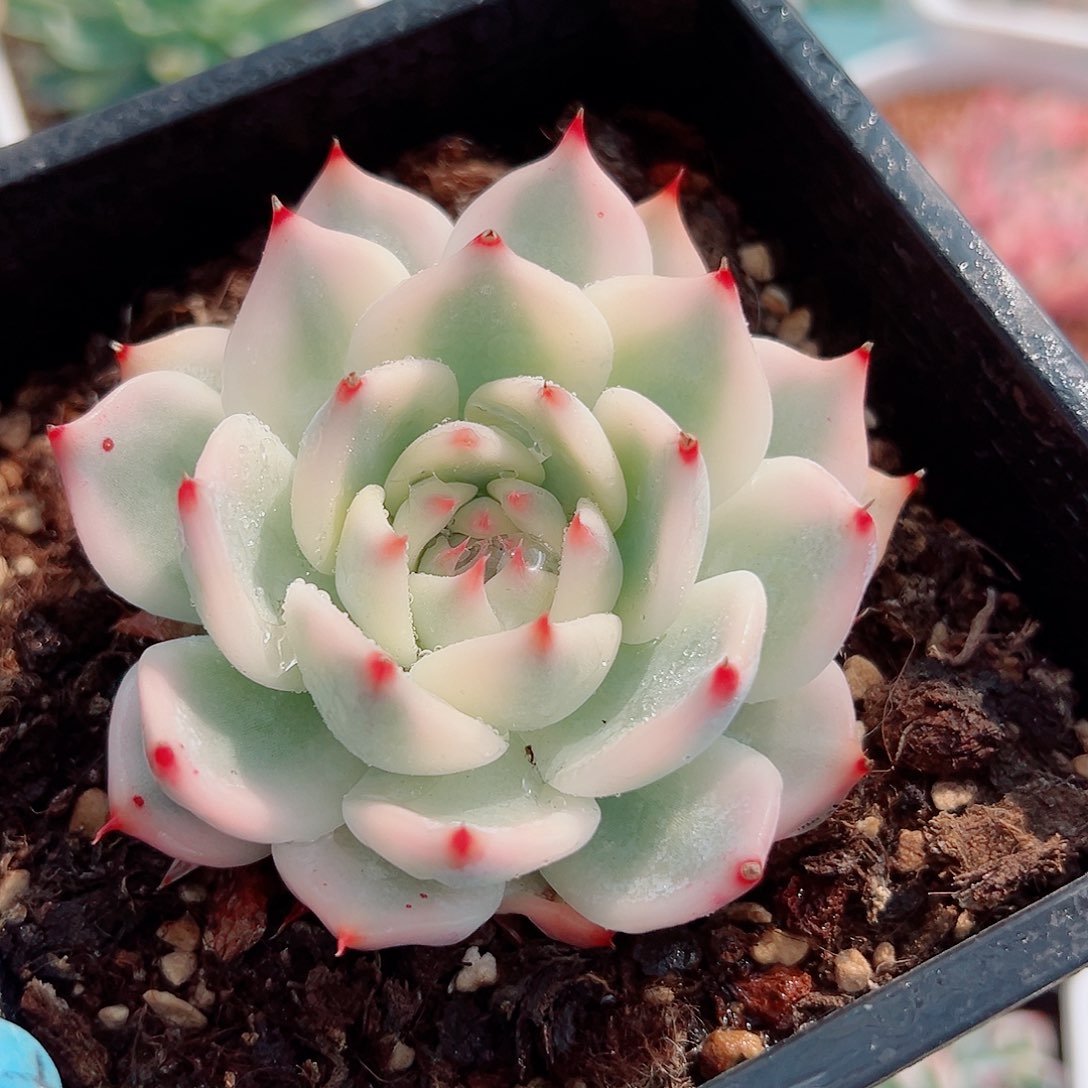 吉娃娃锦，覆轮锦