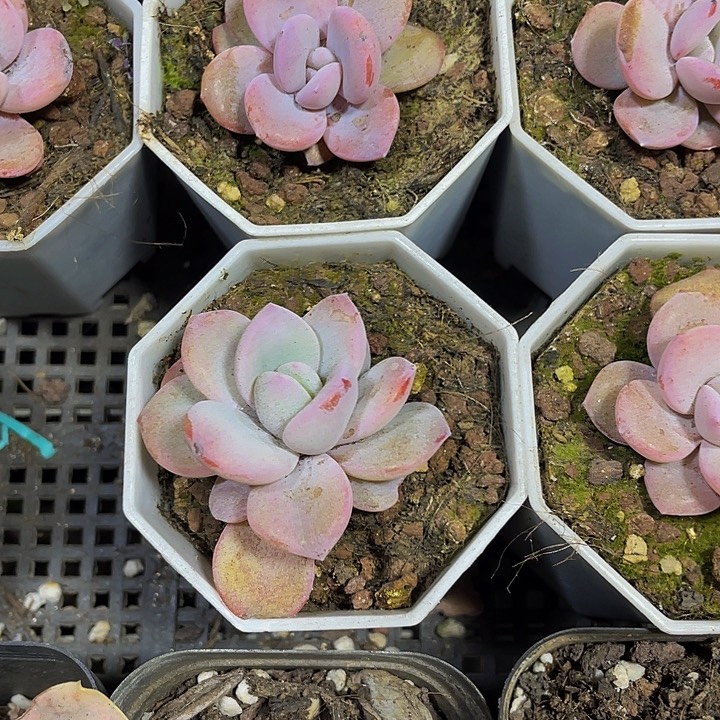 八角盆奶茶带盆土发