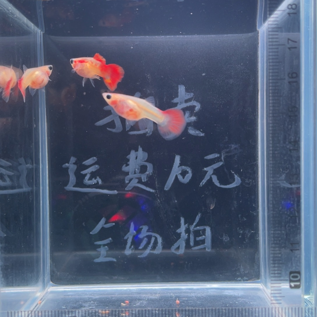 孔雀鱼琉璃红尾玻璃猫亚成鱼一公二母