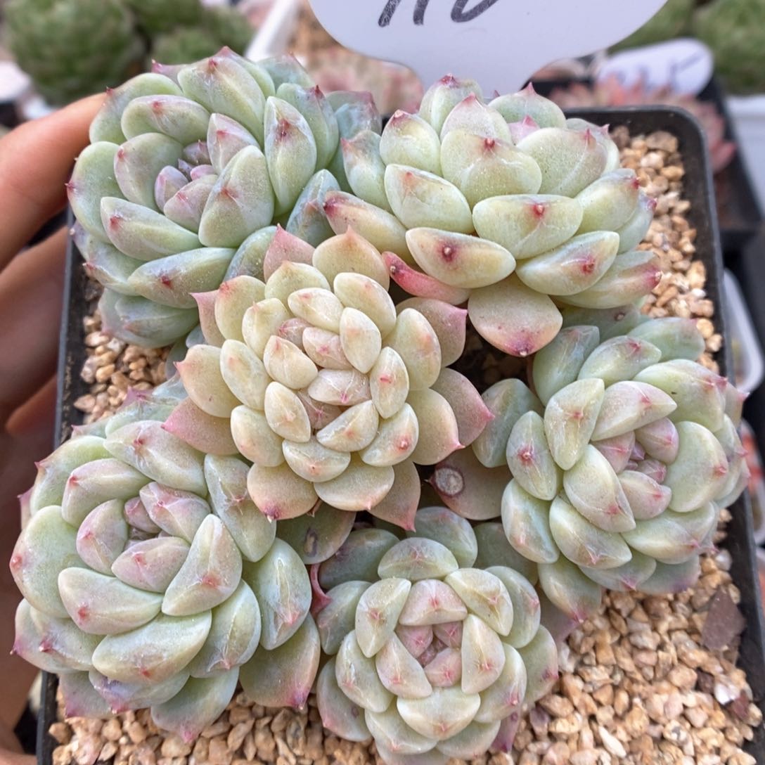 抹茶冰魄群生716号。       