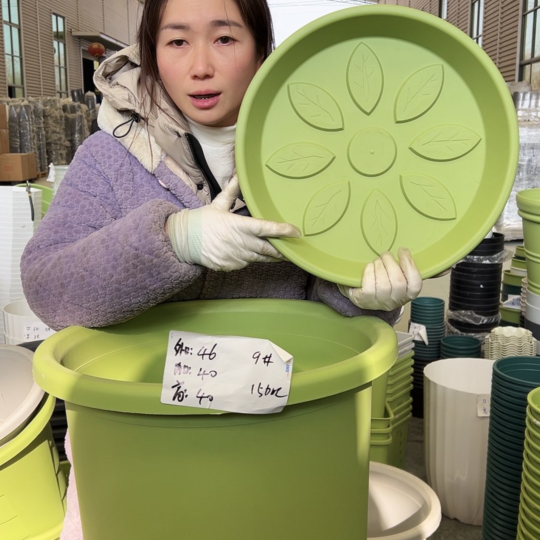 四季盆9#果绿4个（含托）