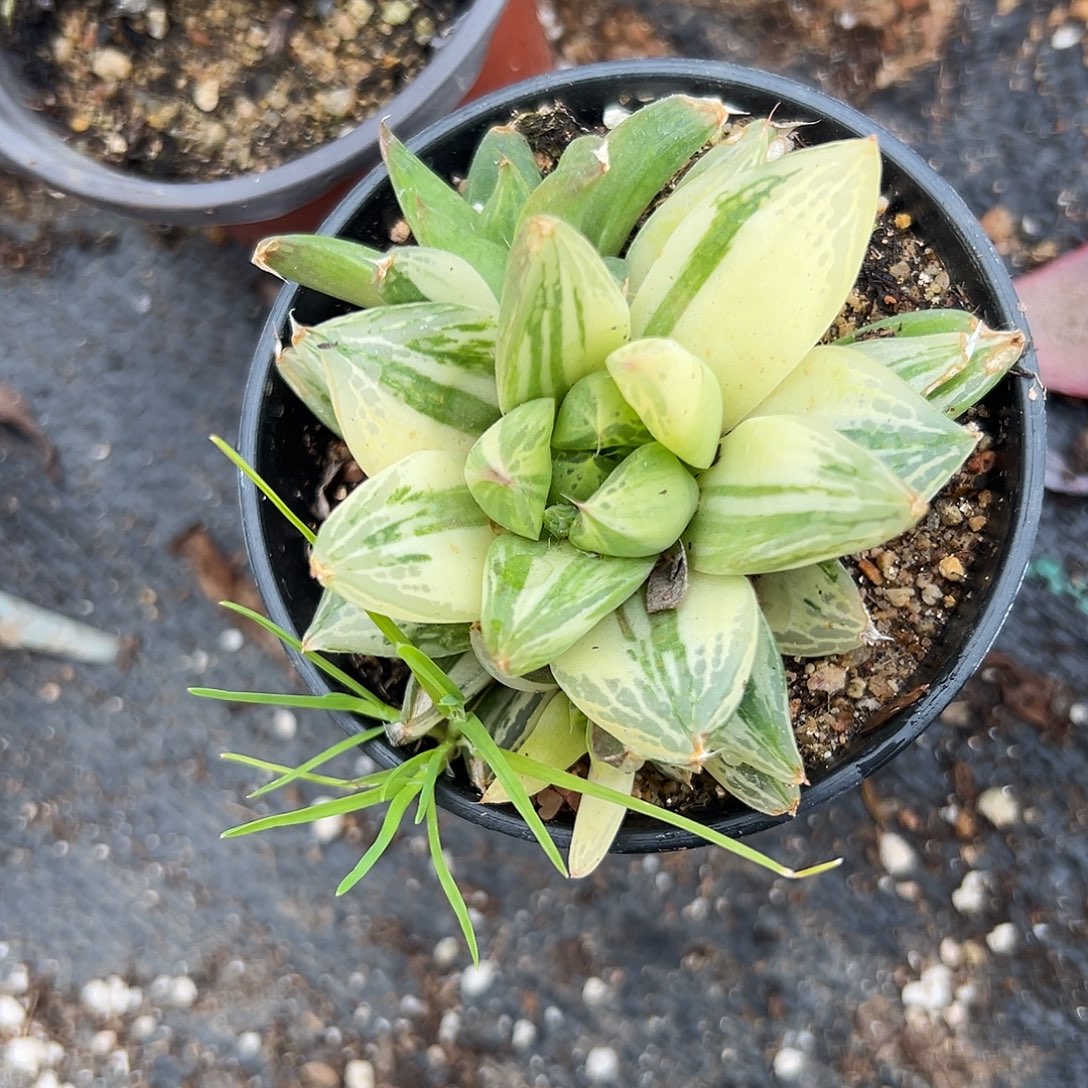 这特呃呃呃呃呃呃呃呃