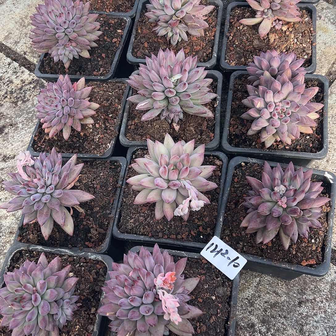 1212-10羽毛纹虞美人随机