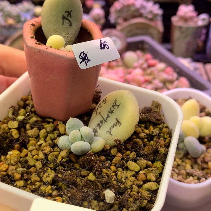 多肉植物一物一拍 黄金鸡蛋大叶锦 ❄️