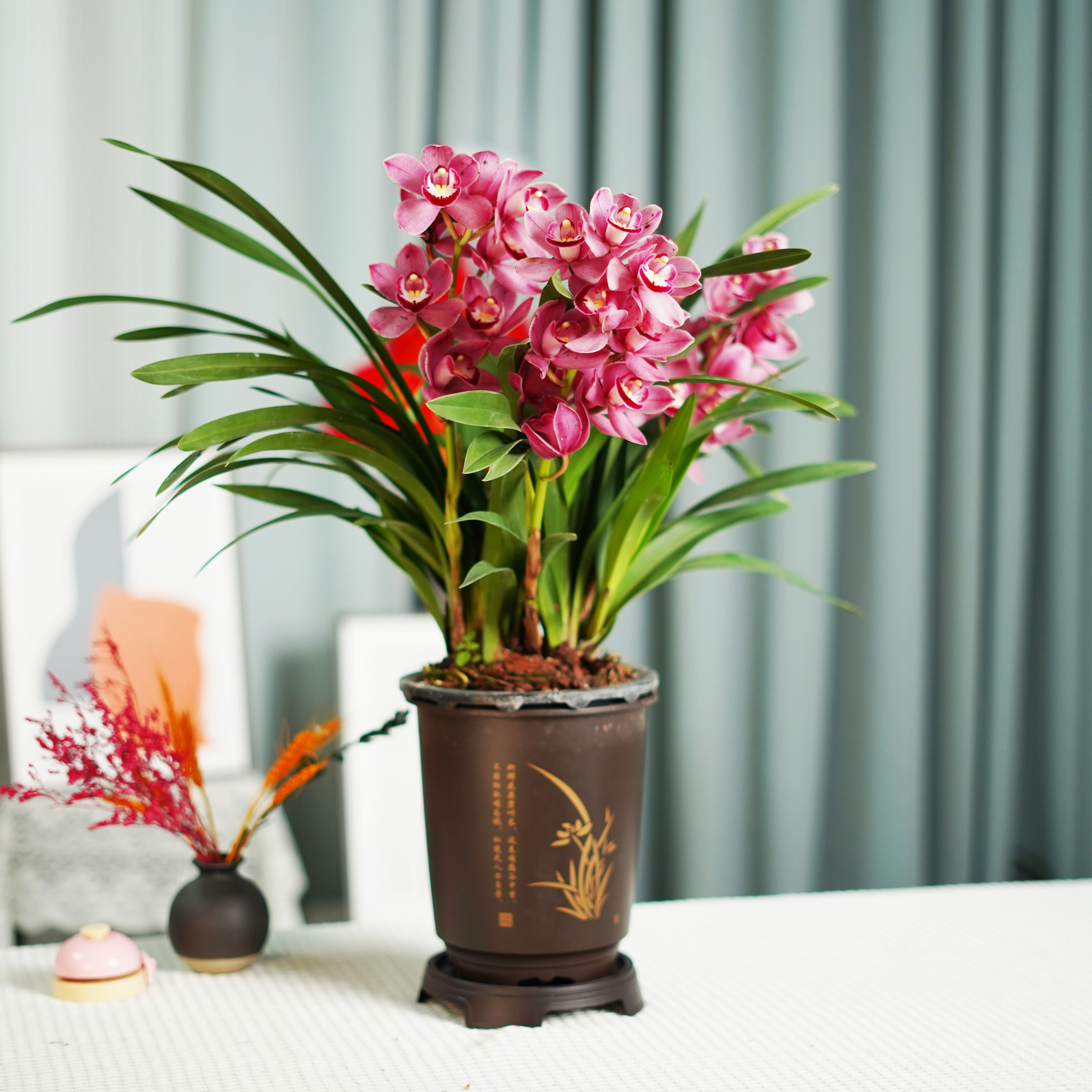 3-5支花剑大花惠兰年宵花红宝石兰花带国风圆盆发货