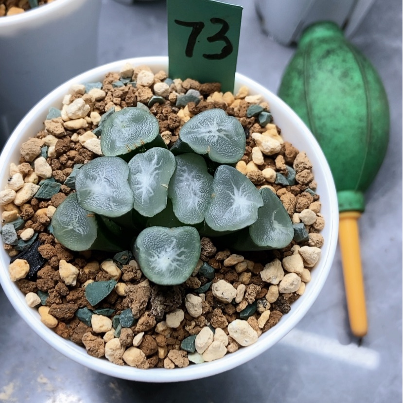 【闪购商品】Z**k73望乡