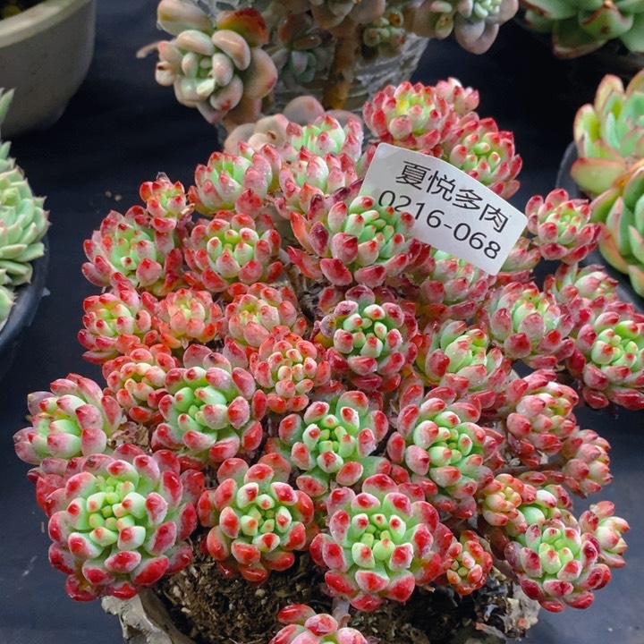 夏悦多肉 0216-68蓝苹果