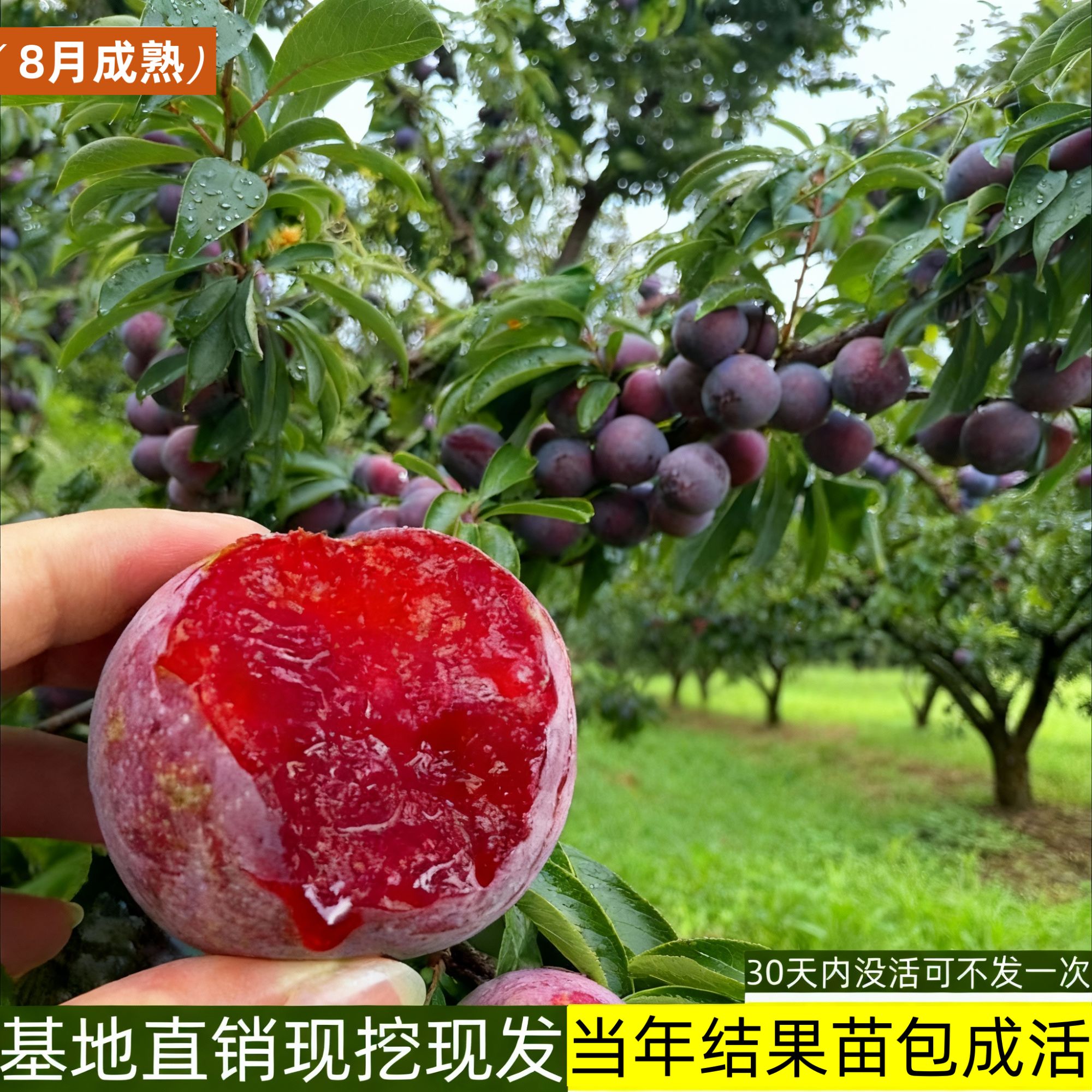 银妃钱排正宗三华红心李子苗嫁接蜂糖贵州树苗批发李子苗专卖果苗