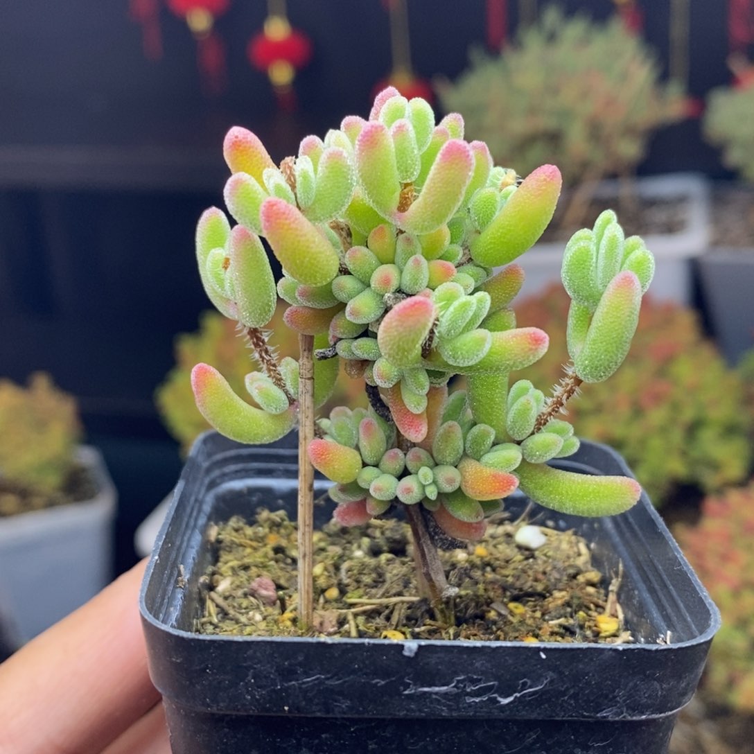 282号实生红叶枝干多肉