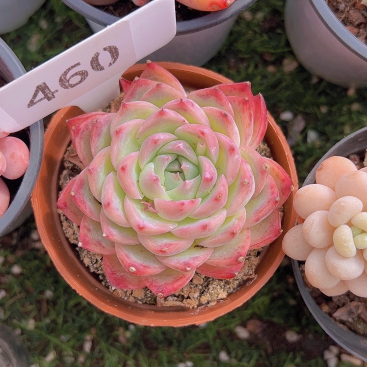 健健康康平平安安