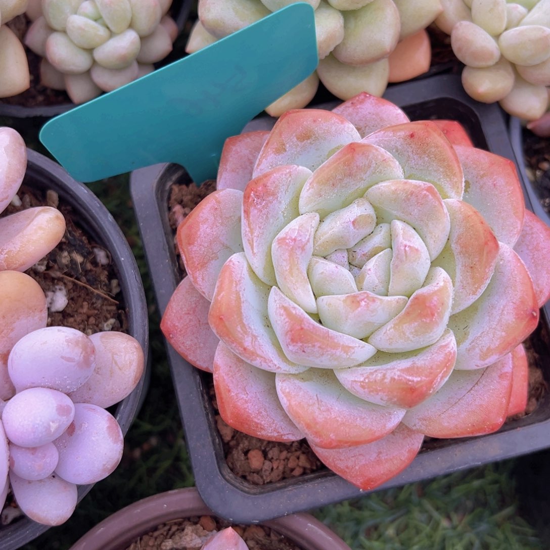 香玉的故事是一个人的故事