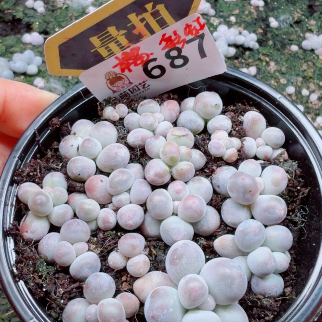 多肉植物多肉植物