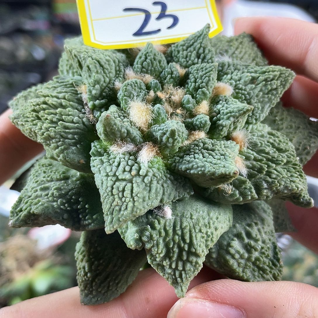 23号9cm自根哥斯拉怒涛萝卜根