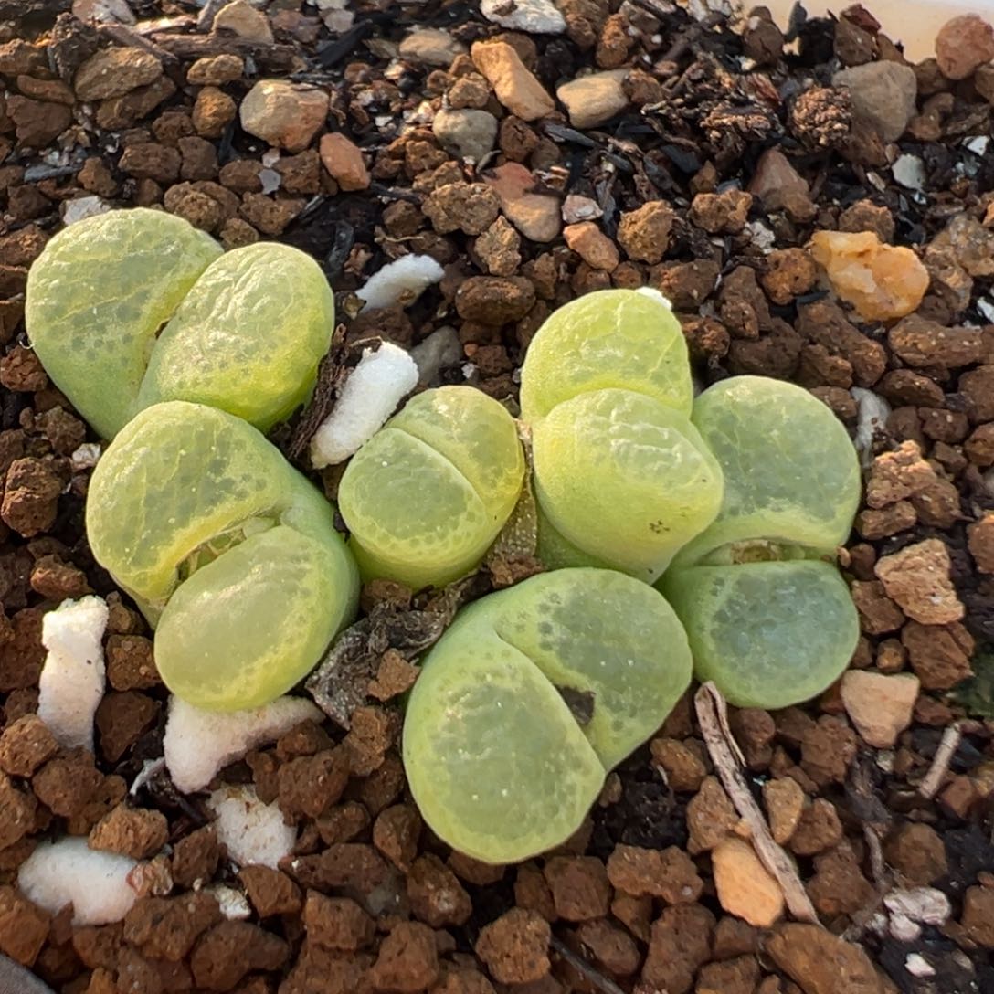 79多肉植物百科植物