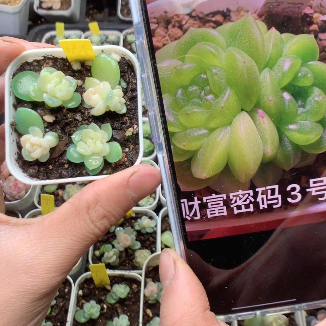 财富3号。4颗yyyyyyyy