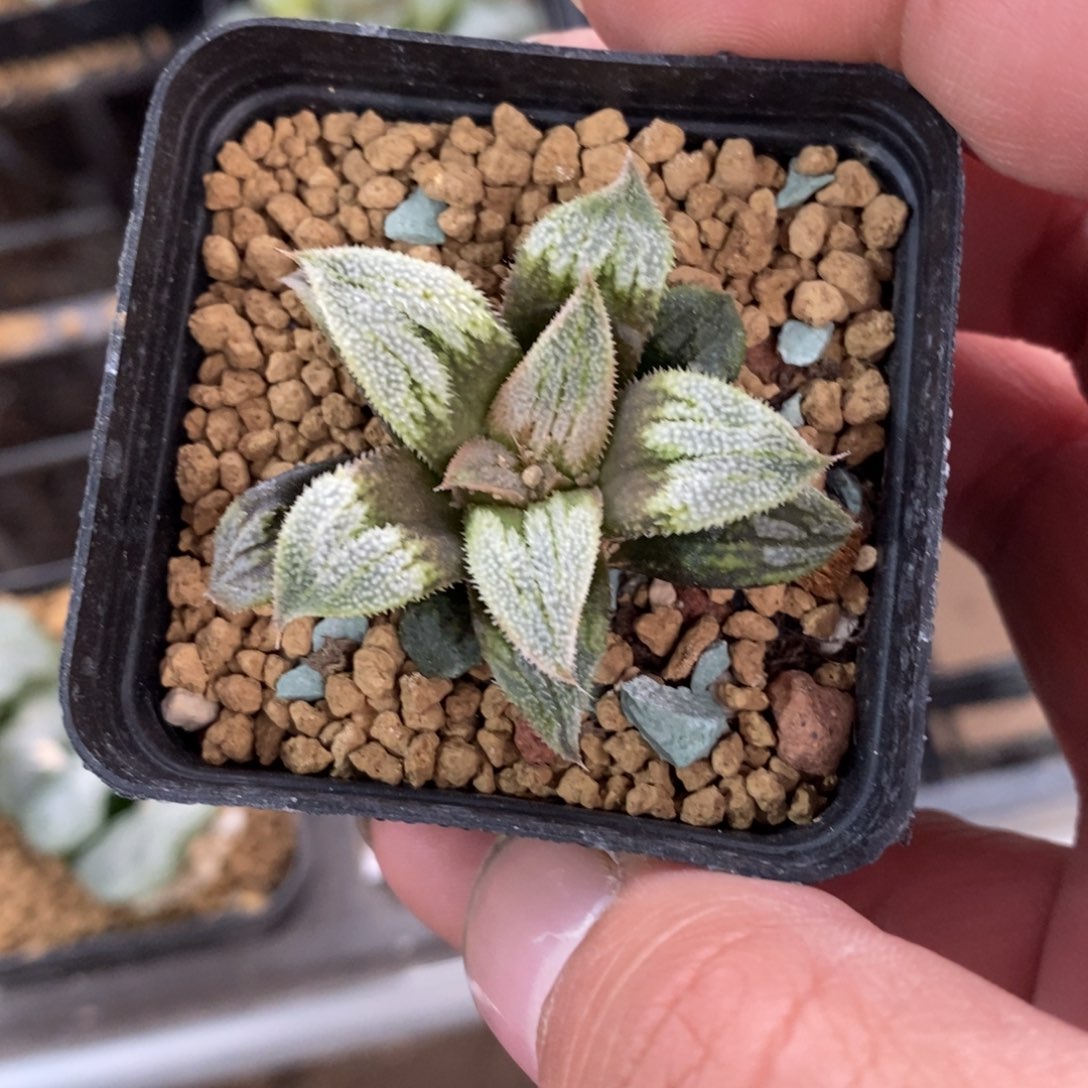 1033 一颗福利。    