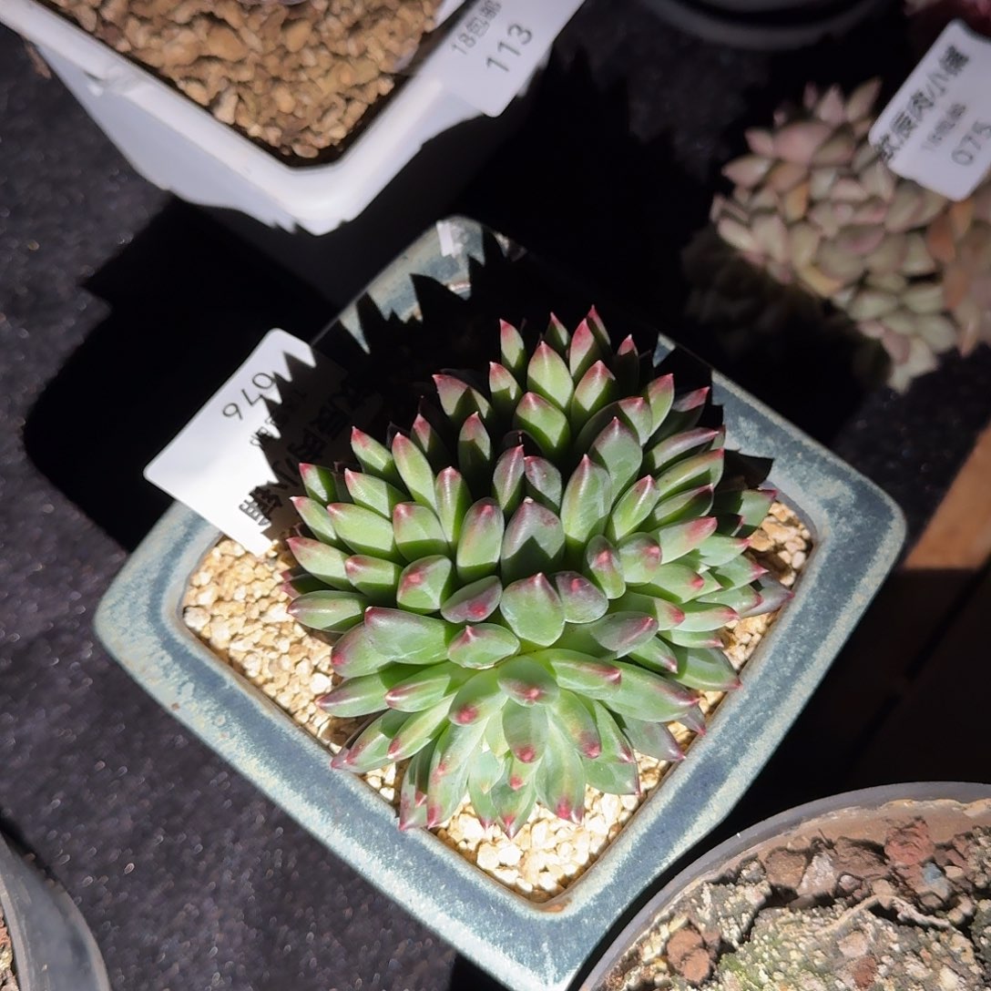 ?****?多肉植物甲骨文076