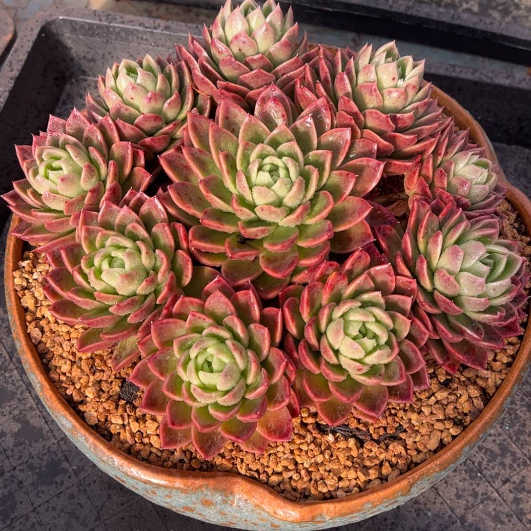 精品多肉一物一拍