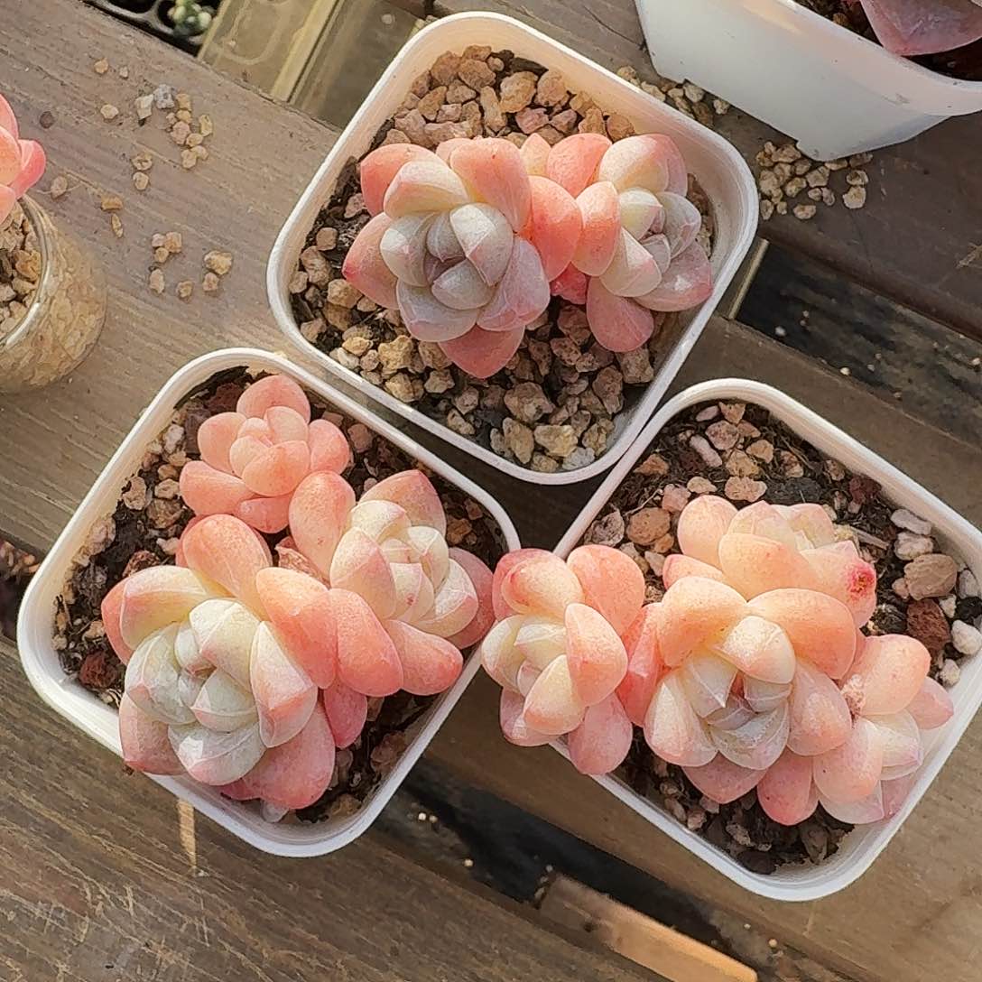 多肉福利冰玉3.3.4头