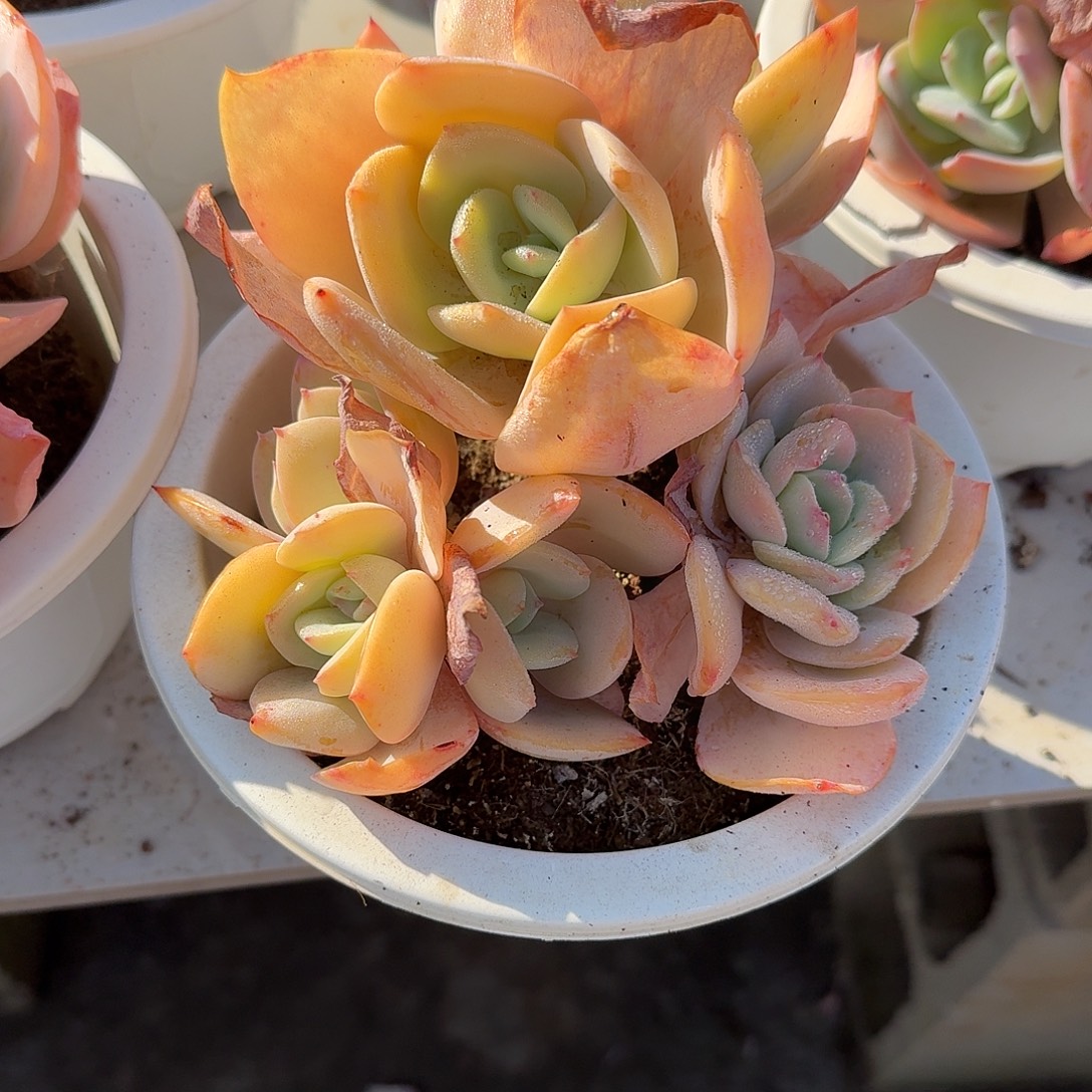 *****白凤多肉植物一颗