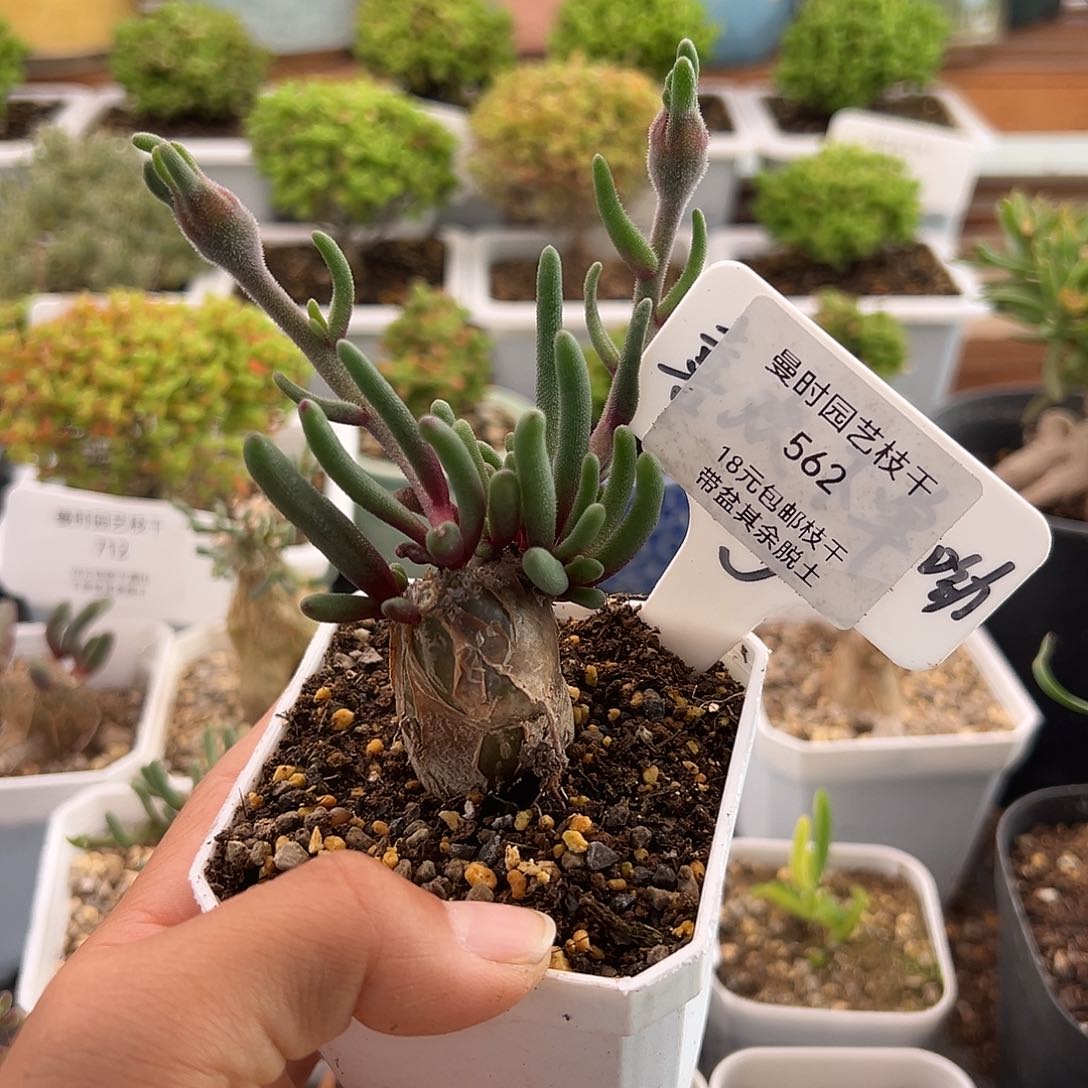 艾*丽562号淡清霜12.19多肉