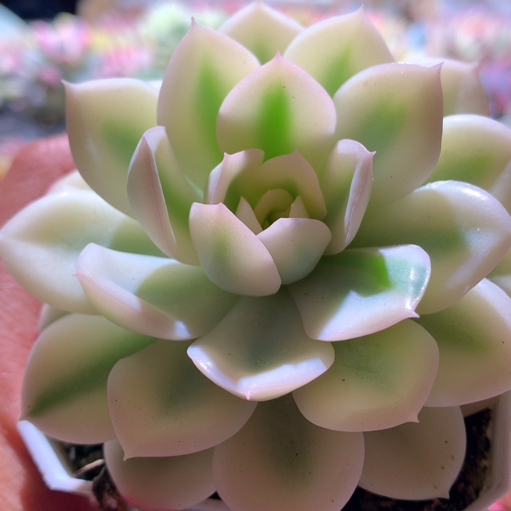 月亮仙子宽覆轮锦