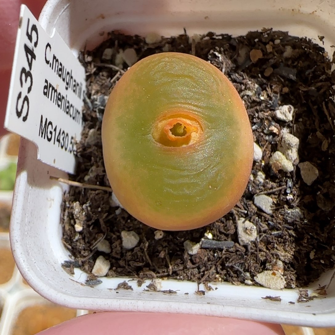 肉锥多肉植物组合-1430.505、384