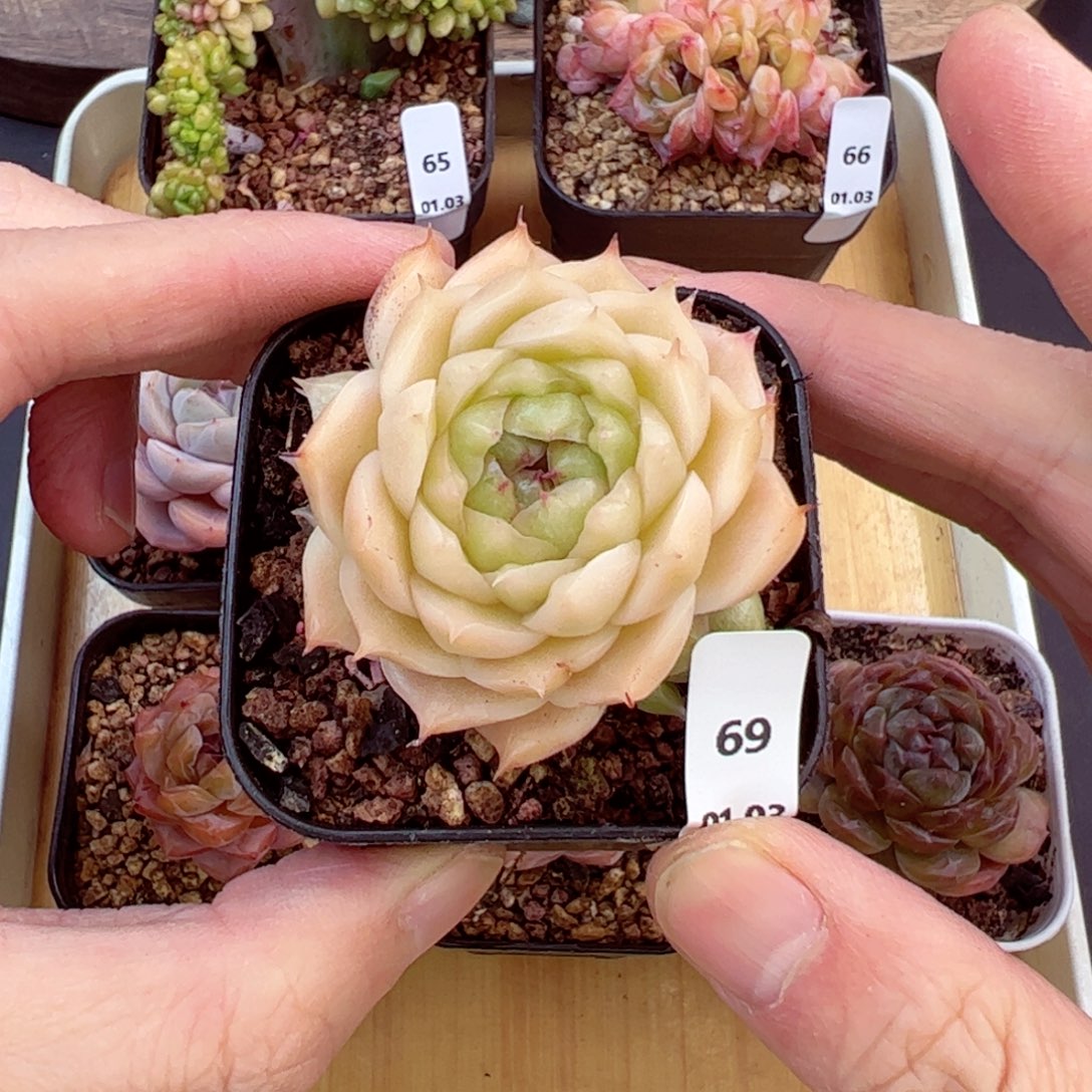 好好看69、哈哈哈哈