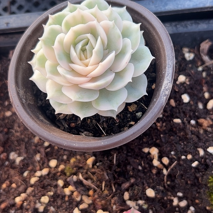 盎司诺锦唯依好好看