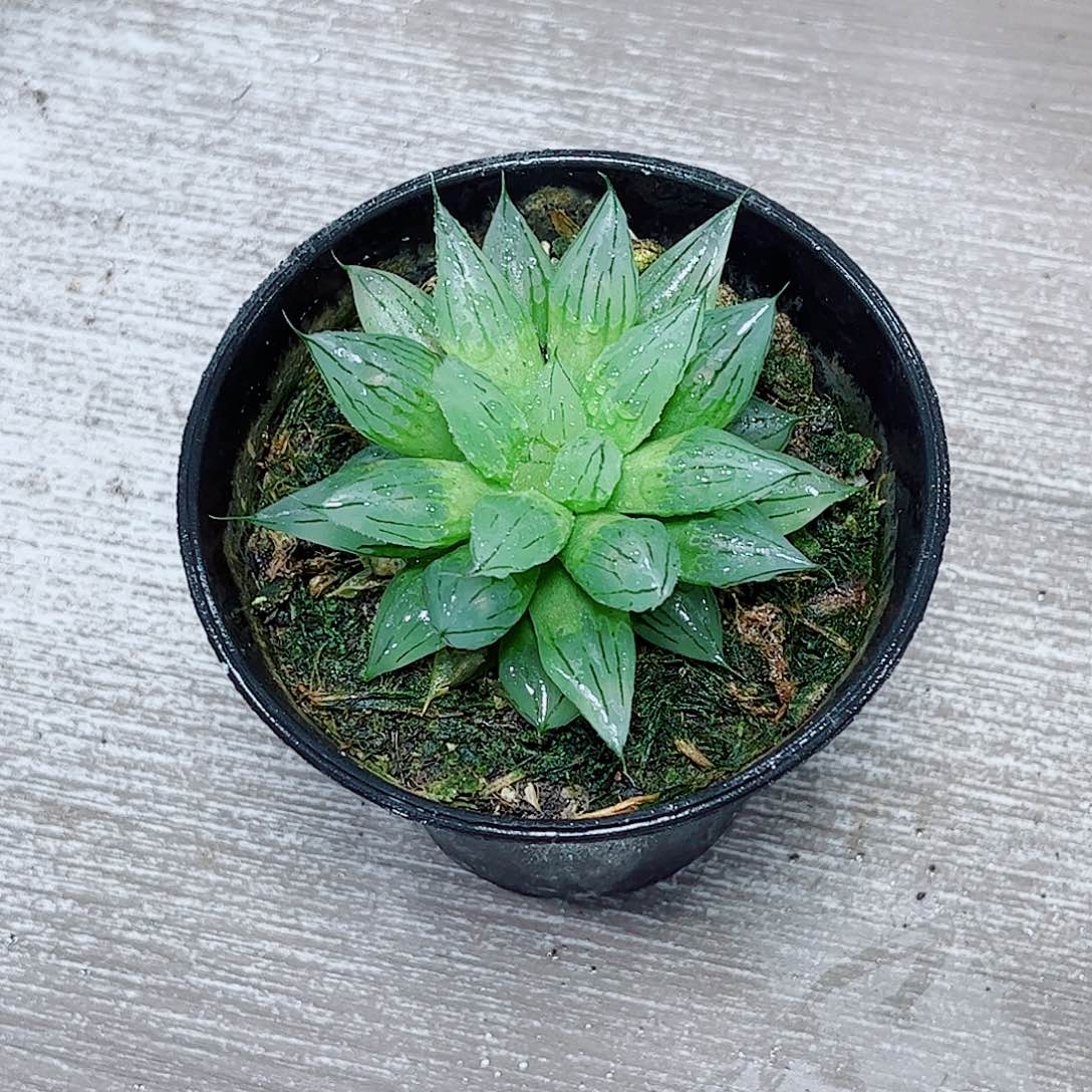 冰钻一勿一拍多肉