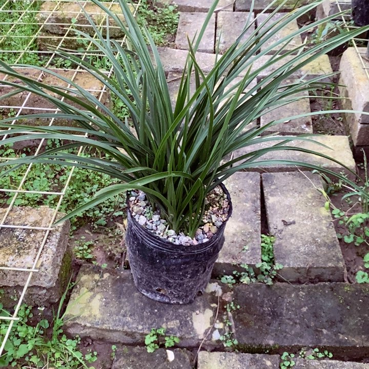 完全开放蕙兰花草