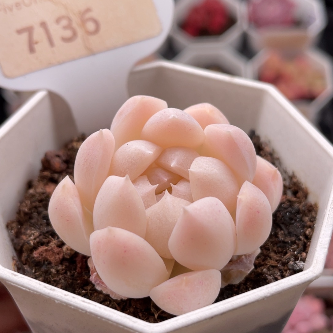 白桃汽水7136-4.0厘米