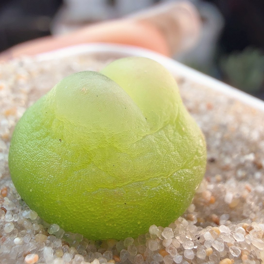 2.16.108/1.3厘米嘟嘴大屁股登/紫皮拉登