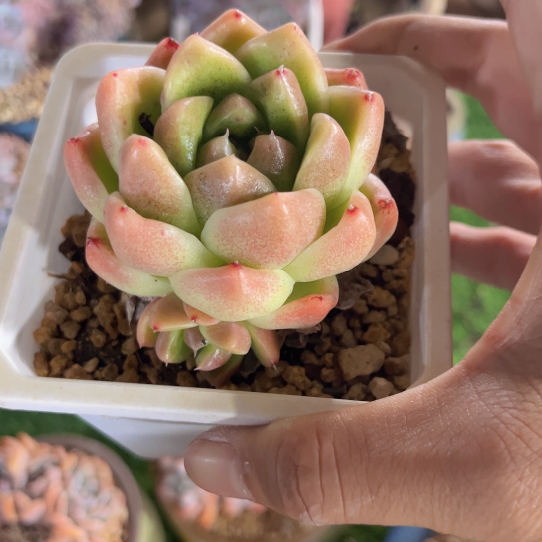 实***士惊鸿仙子一物一拍