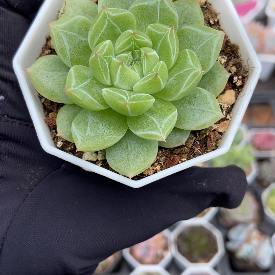 719雪花珍妮多肉植物