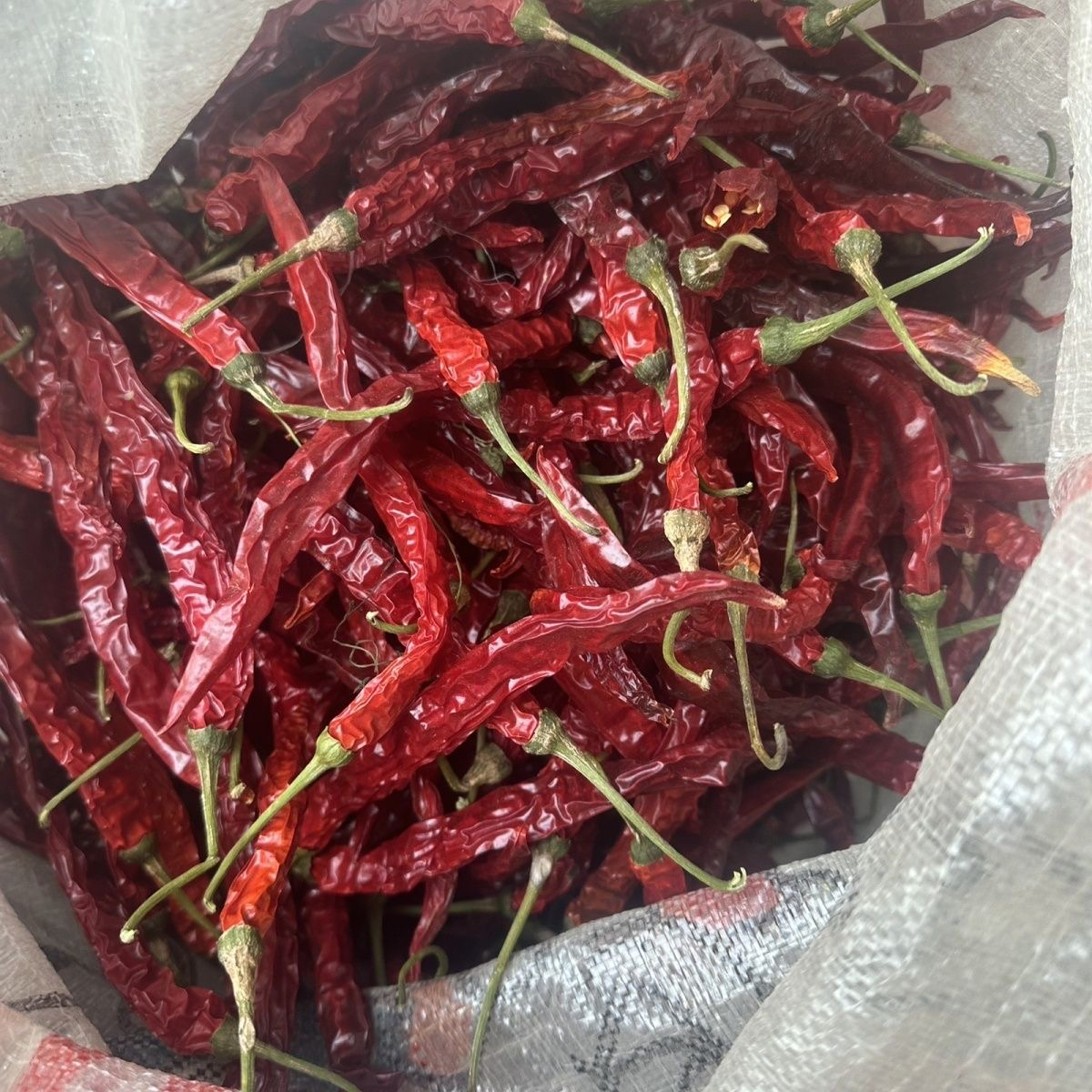 新辣椒当季新货二荆条辣椒