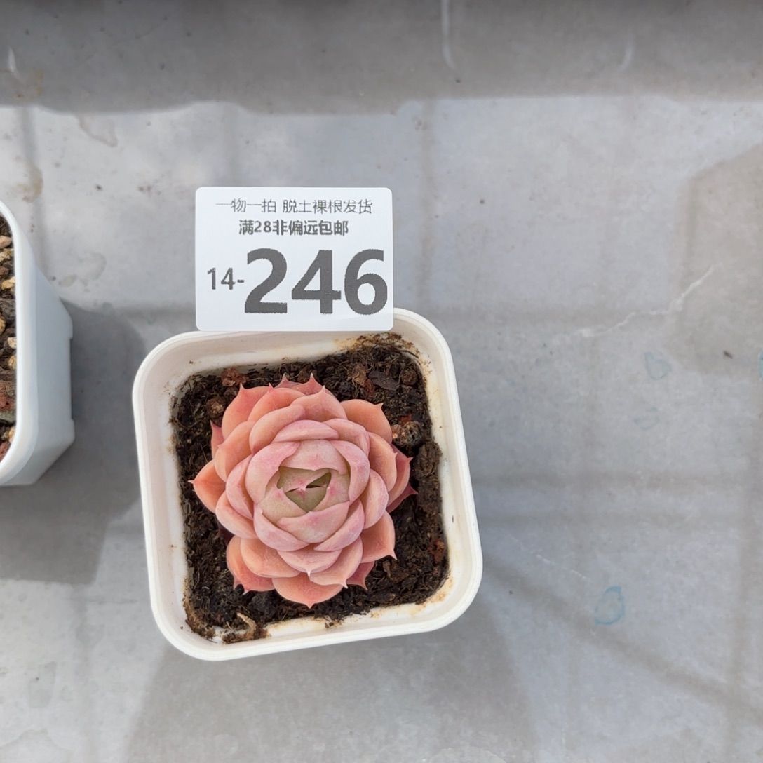 昂斯诺多肉多肉多肉