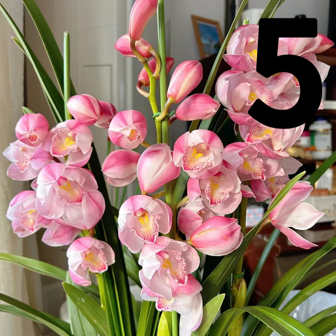 直兰爱恋5支剑(Y) 粉色大花蕙兰年宵花室内阳台花苞发货210盆