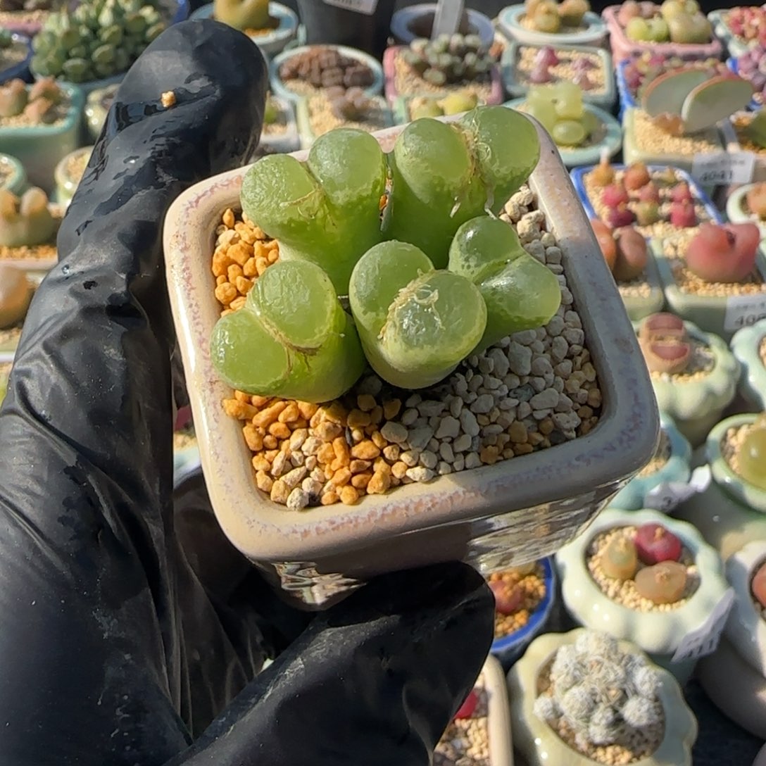 4122-一物一拍 带盆